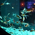DSC07950.JPG