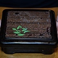 DSC00545.JPG
