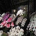 DSC00887.JPG