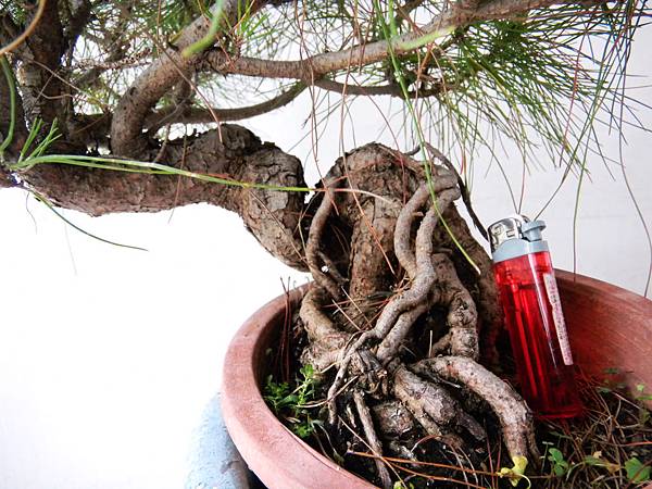 B品セール 盆栽/天然赤松/里山自生の赤松で丁寧に作りました | vendee