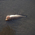 擱淺的魚 死掉了..