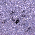 螃蟹的洞