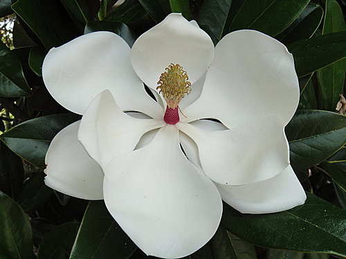 木蓮花 秋露園地 痞客邦