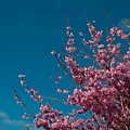 20110305-_DSC0061.jpg