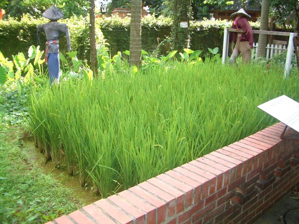 居然校園裡還有小水田