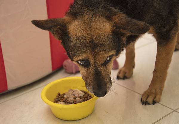 老犬狗食20191217_3.jpg