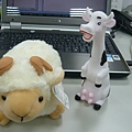 cow & sheep 07.JPG