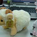 cow & sheep 08.JPG