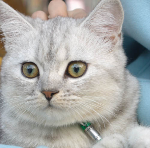 IN高雄--那時候的QQ比較胖