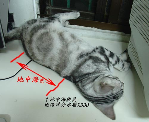 叩逃有地中海禿