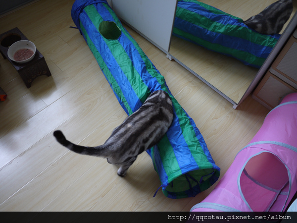 叩逃喜歡玩貓隧道，但常常玩的太瘋被QQ狂K！