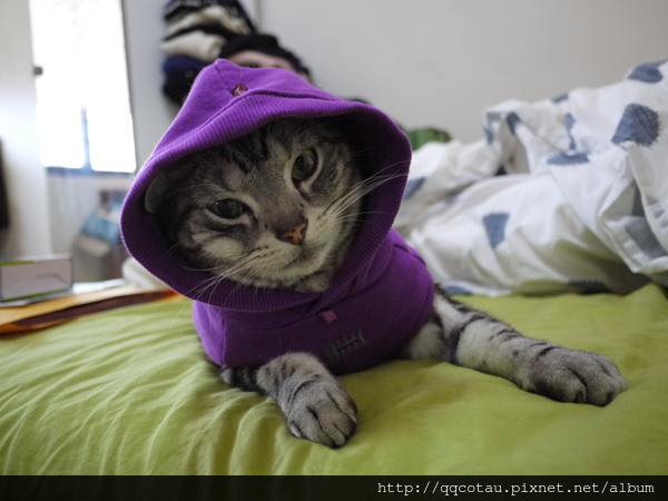 叩逃最喜歡的紫色連帽衣-超可愛！（詞窮）.jpg