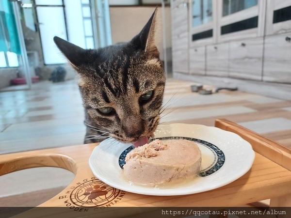 【推廣自製鮮食】各種主食比較(鮮食/生肉/凍乾/飼料)