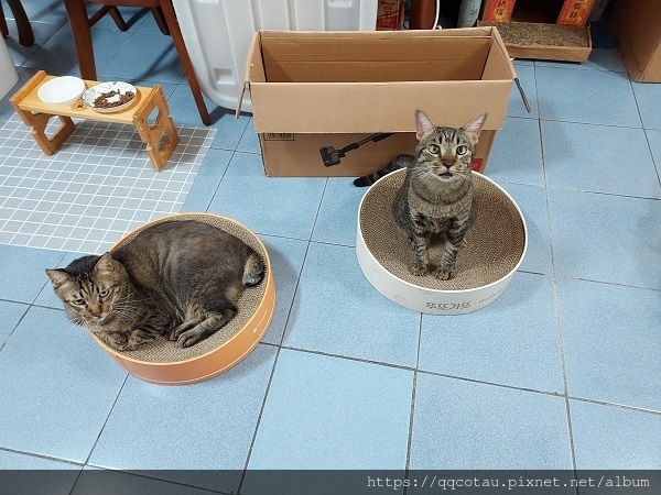 【貓咪玩具】實用又好玩的貓抓盆(底部不會掉屑喔!)