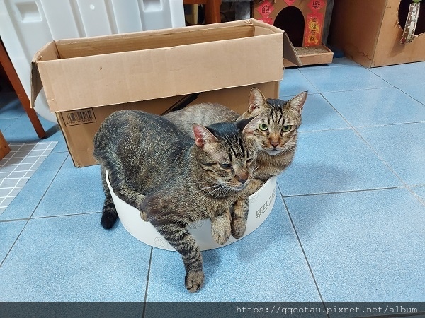 【貓咪玩具】實用又好玩的貓抓盆(底部不會掉屑喔!) 【貓咪玩具】實用又好玩的貓抓盆(底部不會掉屑喔!)