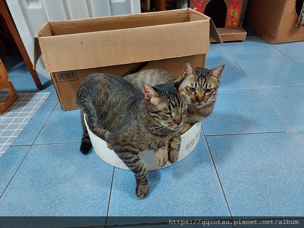 【貓咪玩具】實用又好玩的貓抓盆(底部不會掉屑喔!) 【貓咪玩具】實用又好玩的貓抓盆(底部不會掉屑喔!)