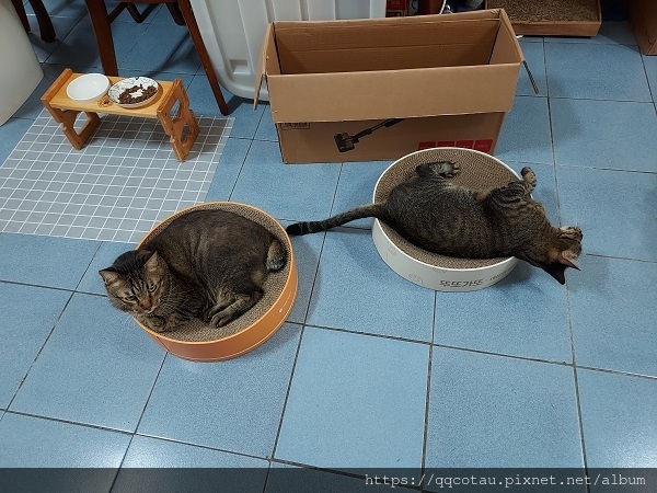 【貓咪玩具】實用又好玩的貓抓盆(底部不會掉屑喔!) 【貓咪玩具】實用又好玩的貓抓盆(底部不會掉屑喔!)