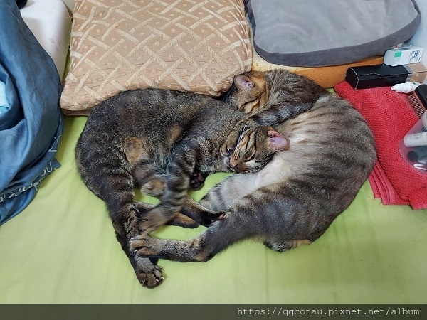 【貓咪玩具】實用又好玩的貓抓盆(底部不會掉屑喔!) 【貓咪玩具】實用又好玩的貓抓盆(底部不會掉屑喔!)