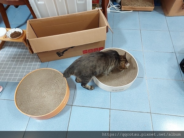 【貓咪玩具】實用又好玩的貓抓盆(底部不會掉屑喔!)