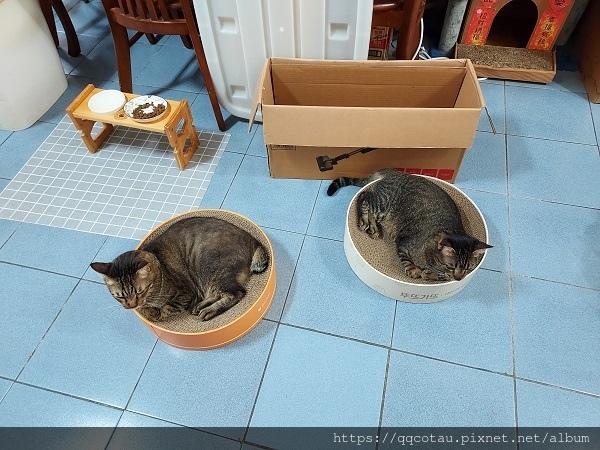 【貓咪玩具】實用又好玩的貓抓盆(底部不會掉屑喔!) 【貓咪玩具】實用又好玩的貓抓盆(底部不會掉屑喔!)