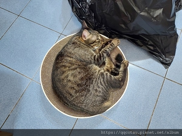 【貓咪玩具】實用又好玩的貓抓盆(底部不會掉屑喔!) 【貓咪玩具】實用又好玩的貓抓盆(底部不會掉屑喔!)