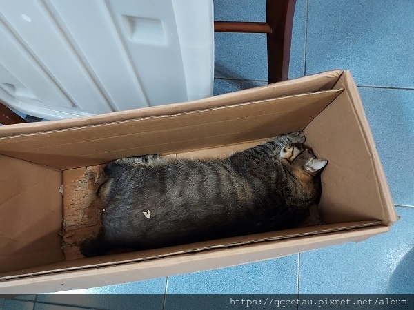 【貓咪玩具】實用又好玩的貓抓盆(底部不會掉屑喔!) 【貓咪玩具】實用又好玩的貓抓盆(底部不會掉屑喔!)