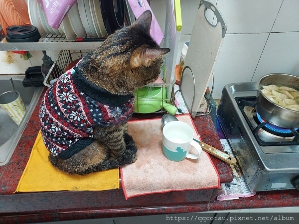 【貓咪日常】巧虎陪阿嬤揍飯