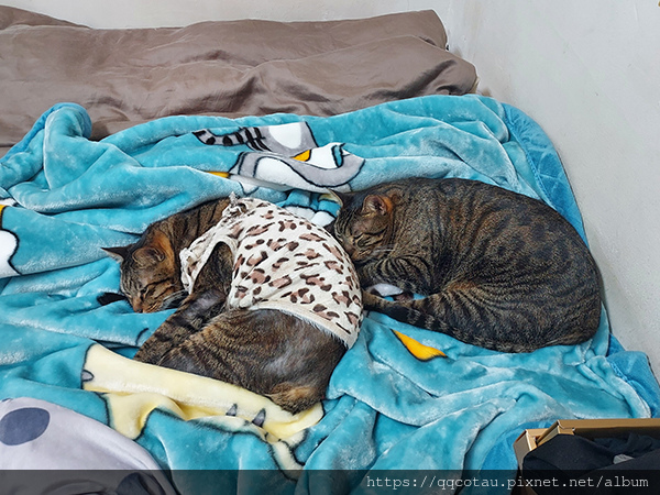 【巧虎胖虎】冬季睡覺日常