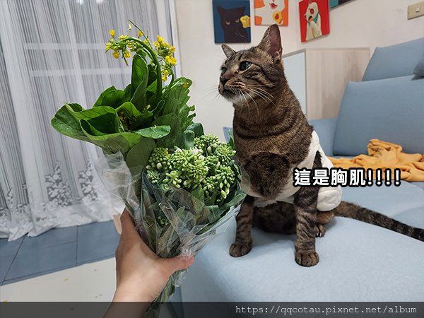 【巧虎胖虎】愛吃菜的貓兒童節&清明節快樂!