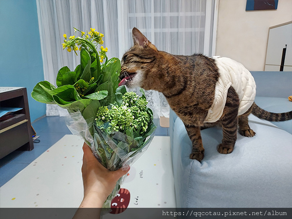 【巧虎胖虎】愛吃菜的貓兒童節快樂以及淺談生病的台灣社會!
