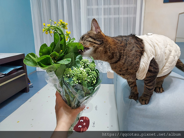 【巧虎胖虎】愛吃菜的貓兒童節快樂以及淺談生病的台灣社會! 【巧虎胖虎】愛吃菜的貓兒童節快樂以及淺談生病的台灣社會!