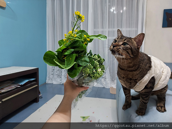 【巧虎胖虎】愛吃菜的貓兒童節快樂以及淺談生病的台灣社會!