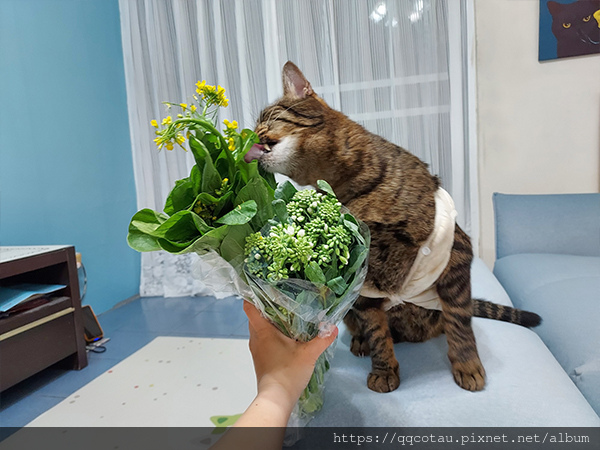【巧虎胖虎】愛吃菜的貓兒童節快樂以及淺談生病的台灣社會!
