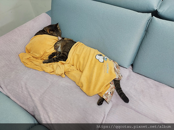 【巧虎胖虎】冬季日常~貓貓蓋被