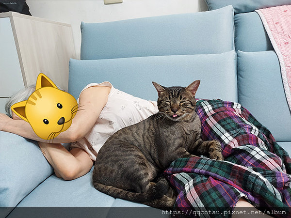 【巧虎胖虎】陪睡貓日常