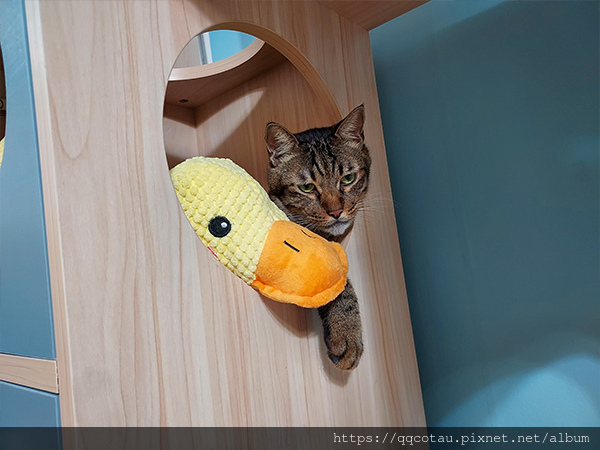 【巧虎胖虎】新玩具~陪伴鴨