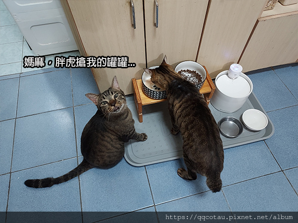 【巧虎胖虎】人家是孔融讓梨，我們是巧虎讓罐XD