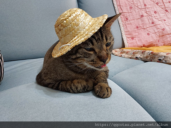 【貓咪穿搭】夏季OOTD~貓咪造型美帽