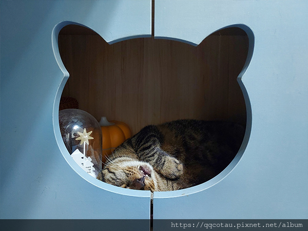 【巧虎】無所不在的貓保姆
