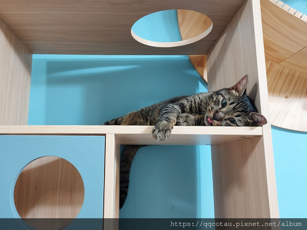 【巧虎】到底是誰在騷擾誰XD