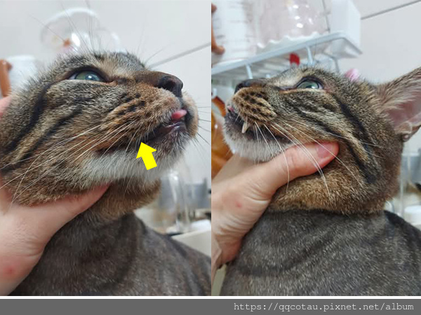 【巧虎】記錄~右上角缺牙