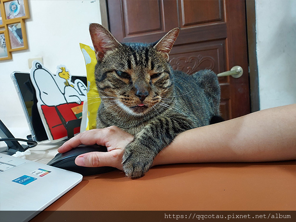 【巧虎】媽寶男之鍵盤真好睡