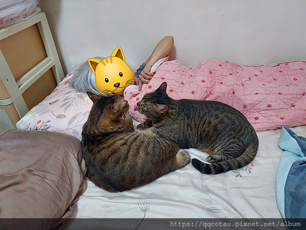 【巧虎胖虎】祖孫情大約距離10cm左右 XD