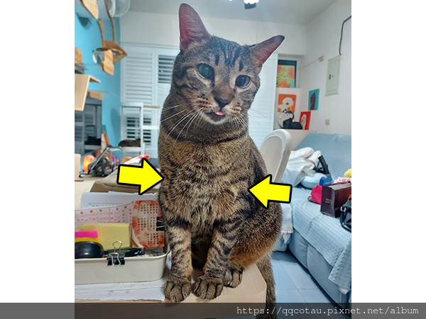 【巧虎】吃鮮食會不知不覺養出有蒜瓣毛的貓