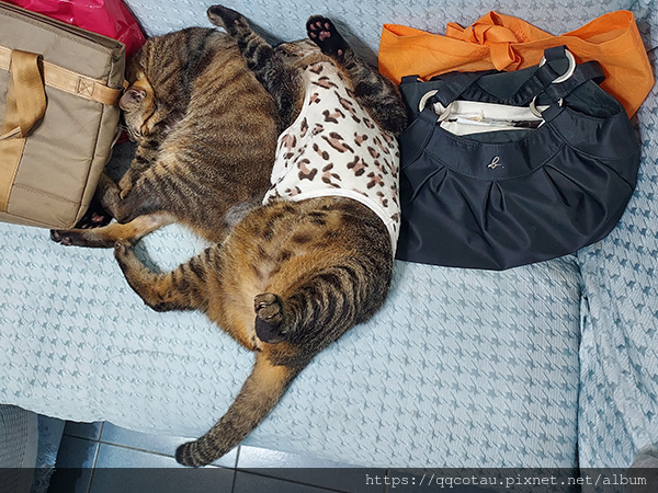 【巧虎】減肥貓生