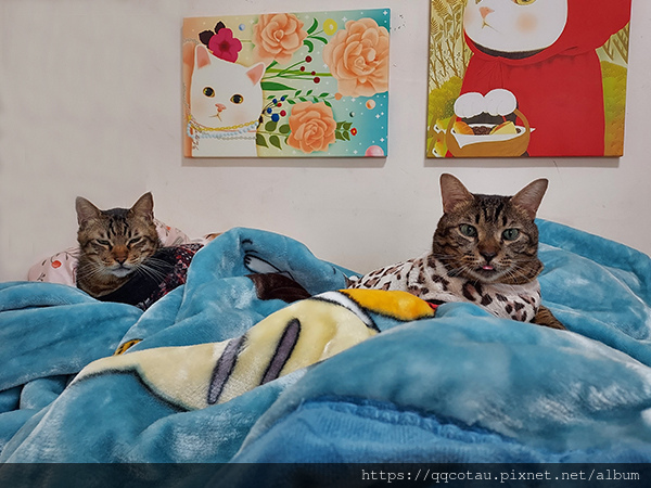 【巧虎胖虎】每天準時6點叫貓奴起床的貓鬧鐘