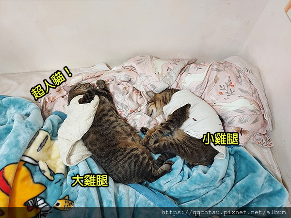 【巧虎胖虎】每個貓貓都有四隻雞腿