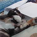 貓在論文上昏倒了