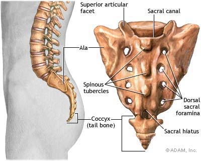 coccyx diagram.jpg