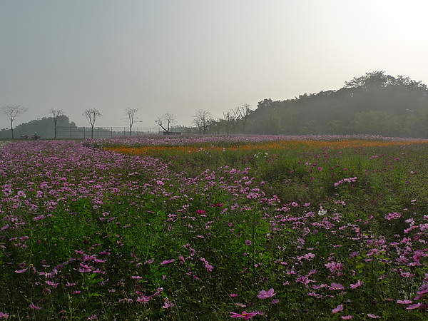 花海喔